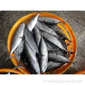 Preço barato Bonito congelado Skipjack Fish